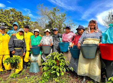 Grupo de personas recolectoras con impermeables de colores sosteniendo cubos, junto a plantas de café en un entorno rural y verde.