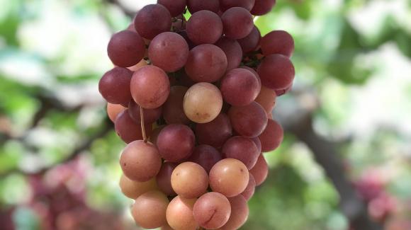 Image of a bunch of red grapes