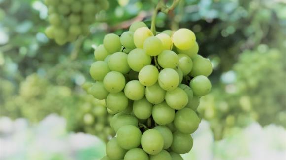 Imagen de un racimo de uva verde