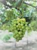 Image of a bunch of green grapes